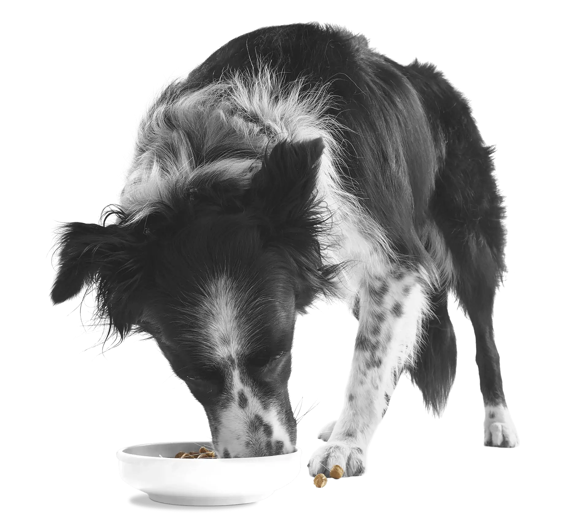 Applaws Taste Toppers dog eating from bowl