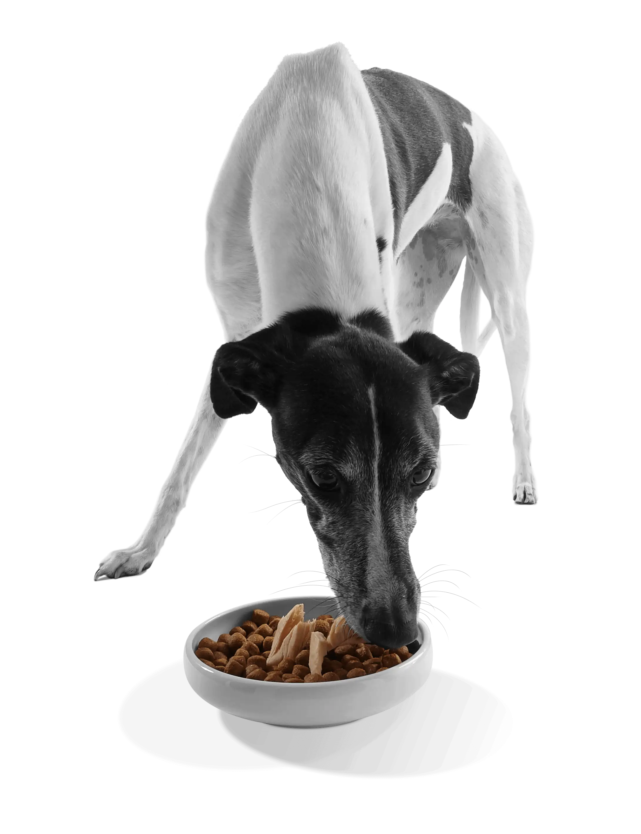 Applaws Taste Topper dog eating from bowl