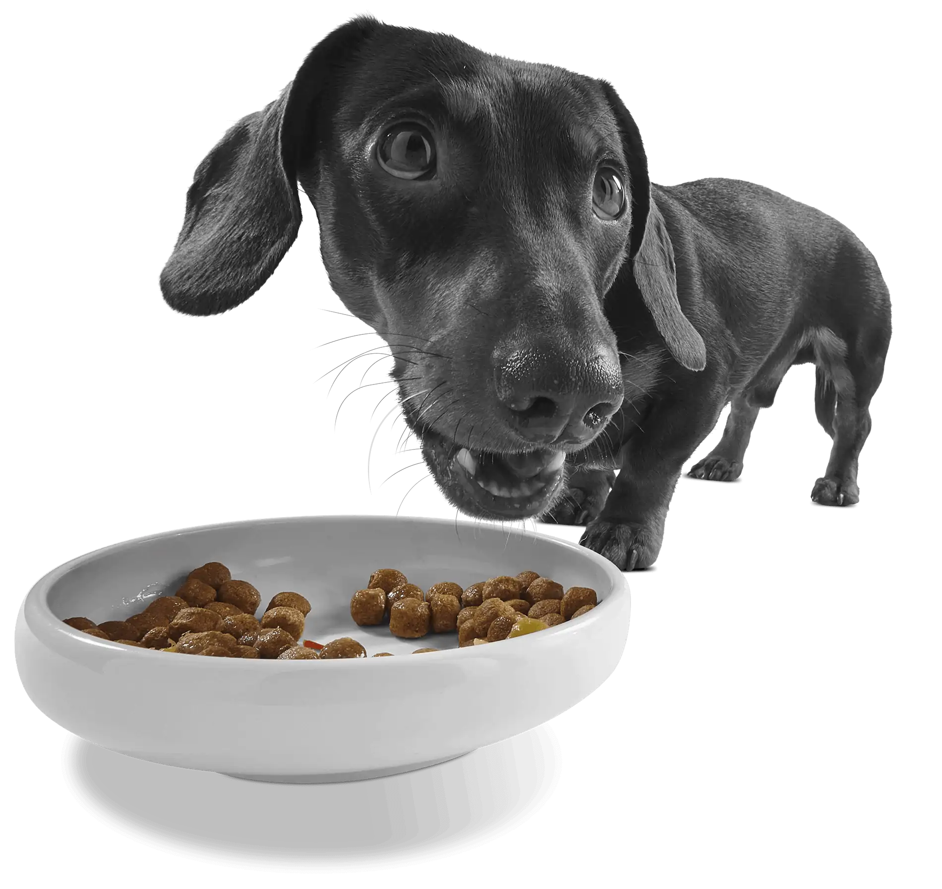 Applaws Taste Toppers sausage dog eating from the bowl