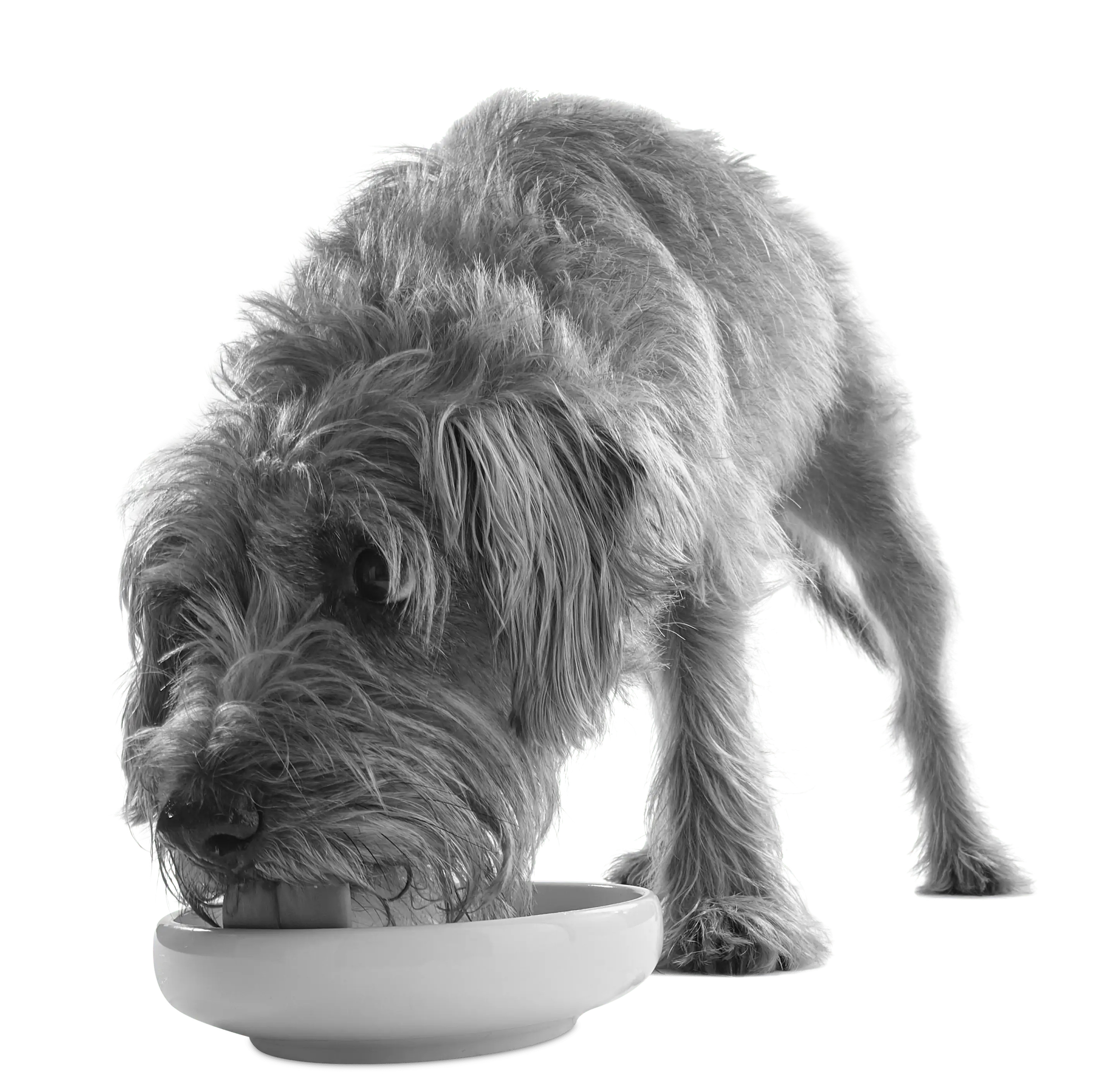 Applaws Taste Toppers dog Barny eating from bowl