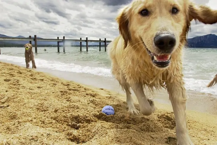 Applaws Taste Toppers dog playing with ball on the beach with owner