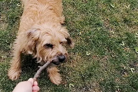 Applaws Taste Toppers dog playing with stick