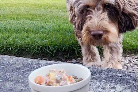 Applaws Taste Toppers dog lapping up its food