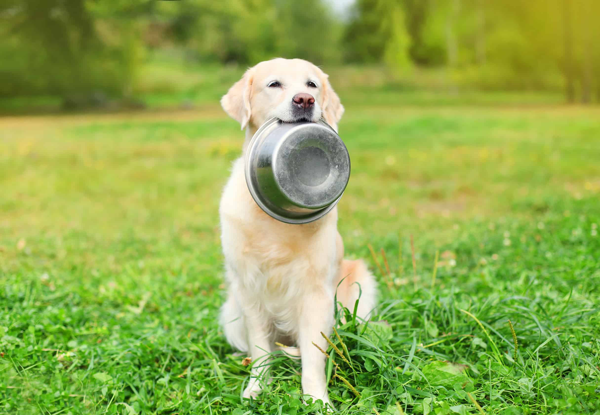 The perfect ingredients when cooking up a natural diet for dogs