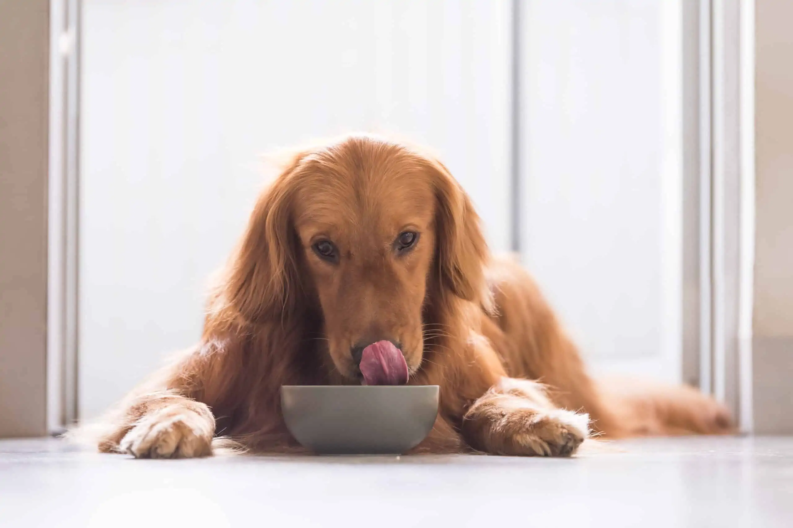 Tips for feeding your senior dog a healthy diet