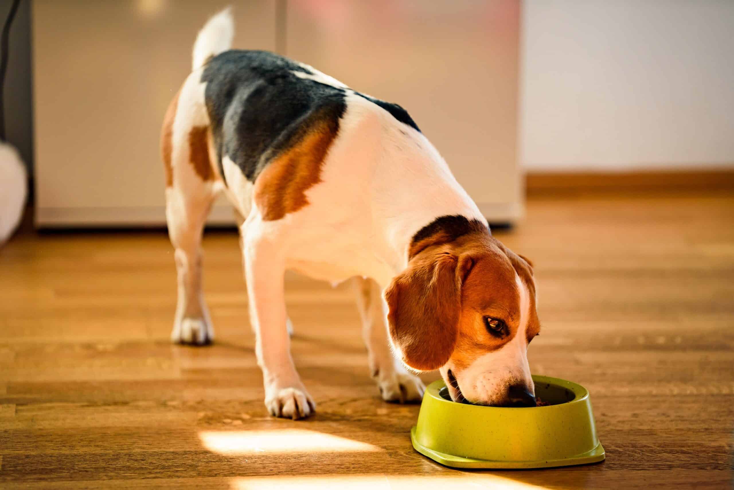 Is a high protein diet good for dogs?