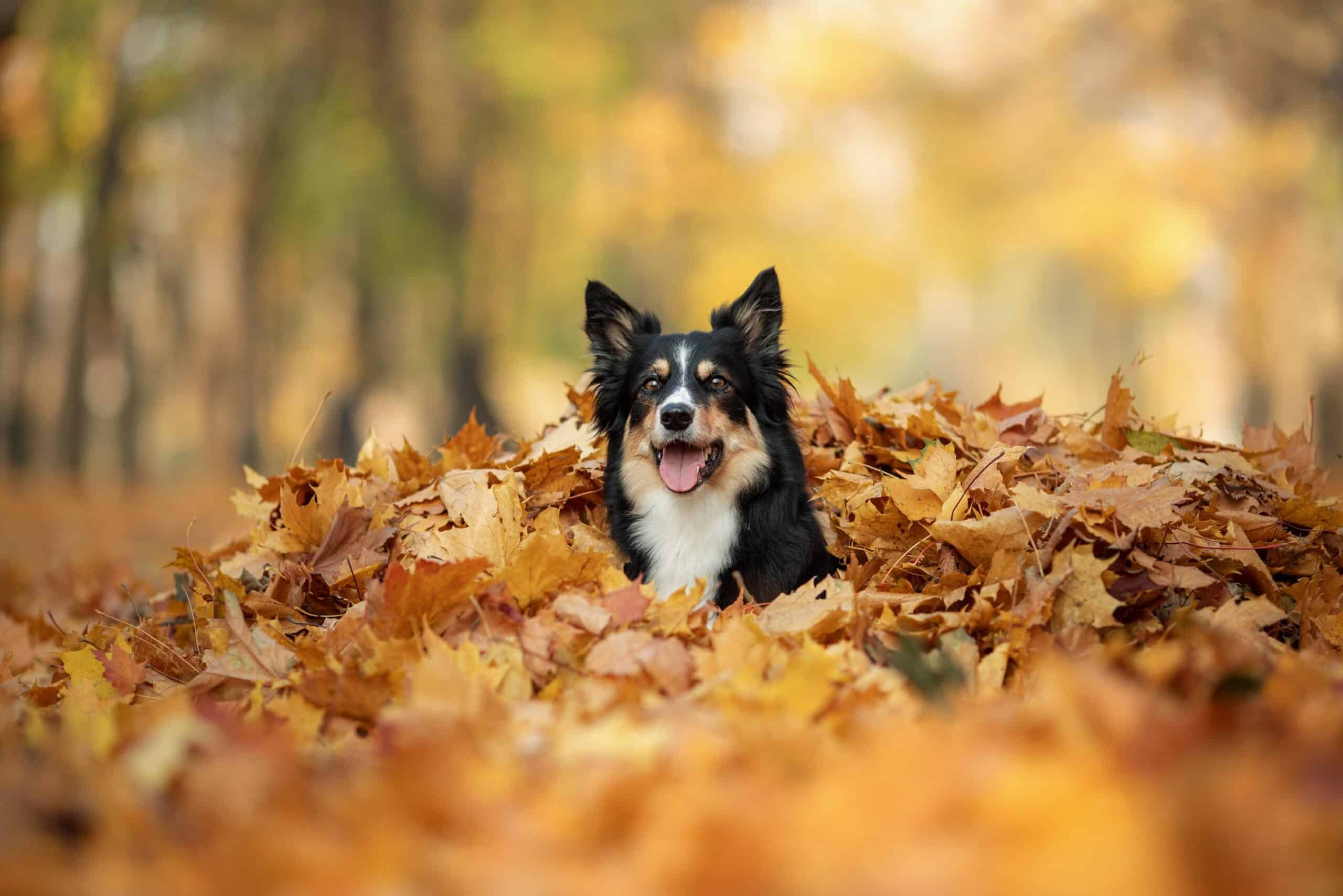 Healthy Thanksgiving treats for your dog
