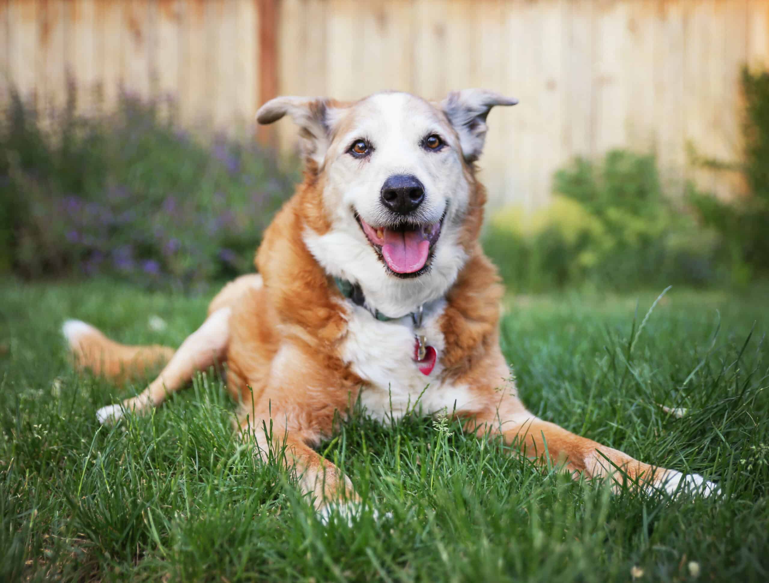 Tips for safely exercising your senior dog