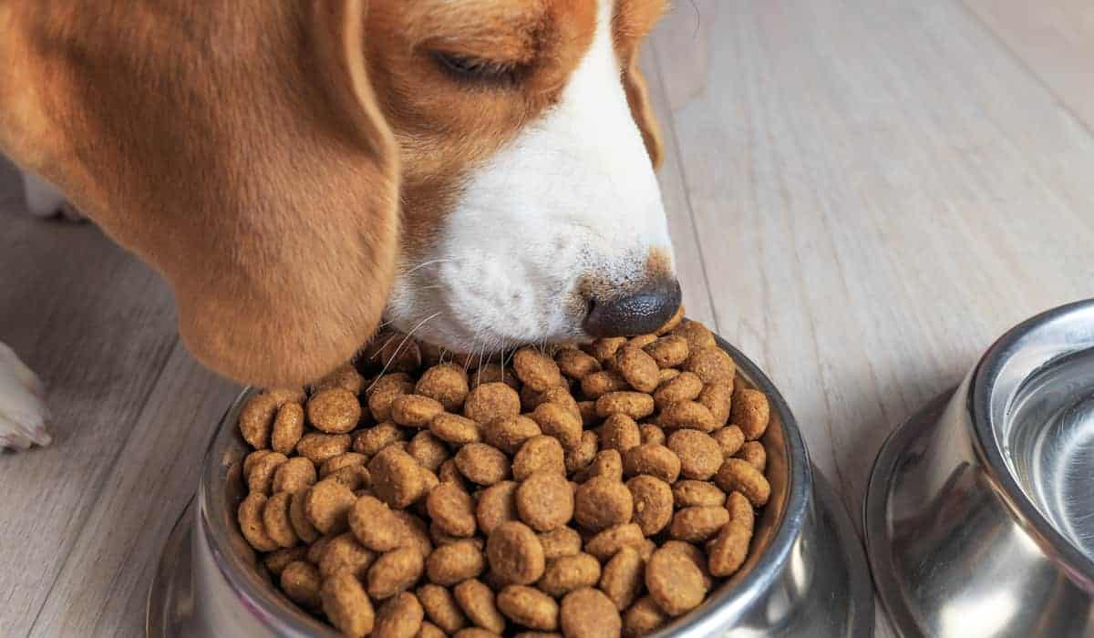 How long should I feed my puppy dry dog food for?