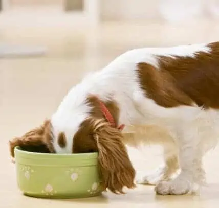 Is it okay to mix dry & wet dog food together?