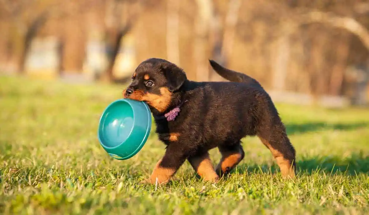 Choosing the correct diet for your puppy