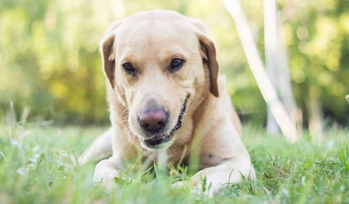 How much fiber should a dog have in its diet?