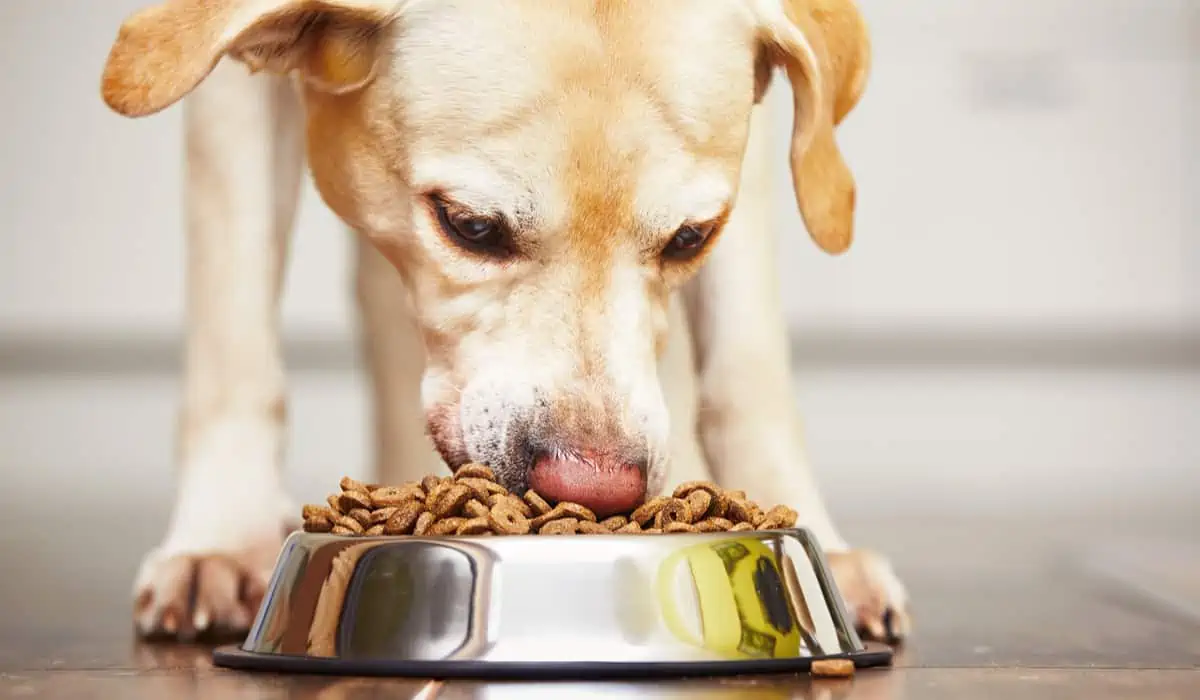 Why choose dry dog food (and how healthy is it)?