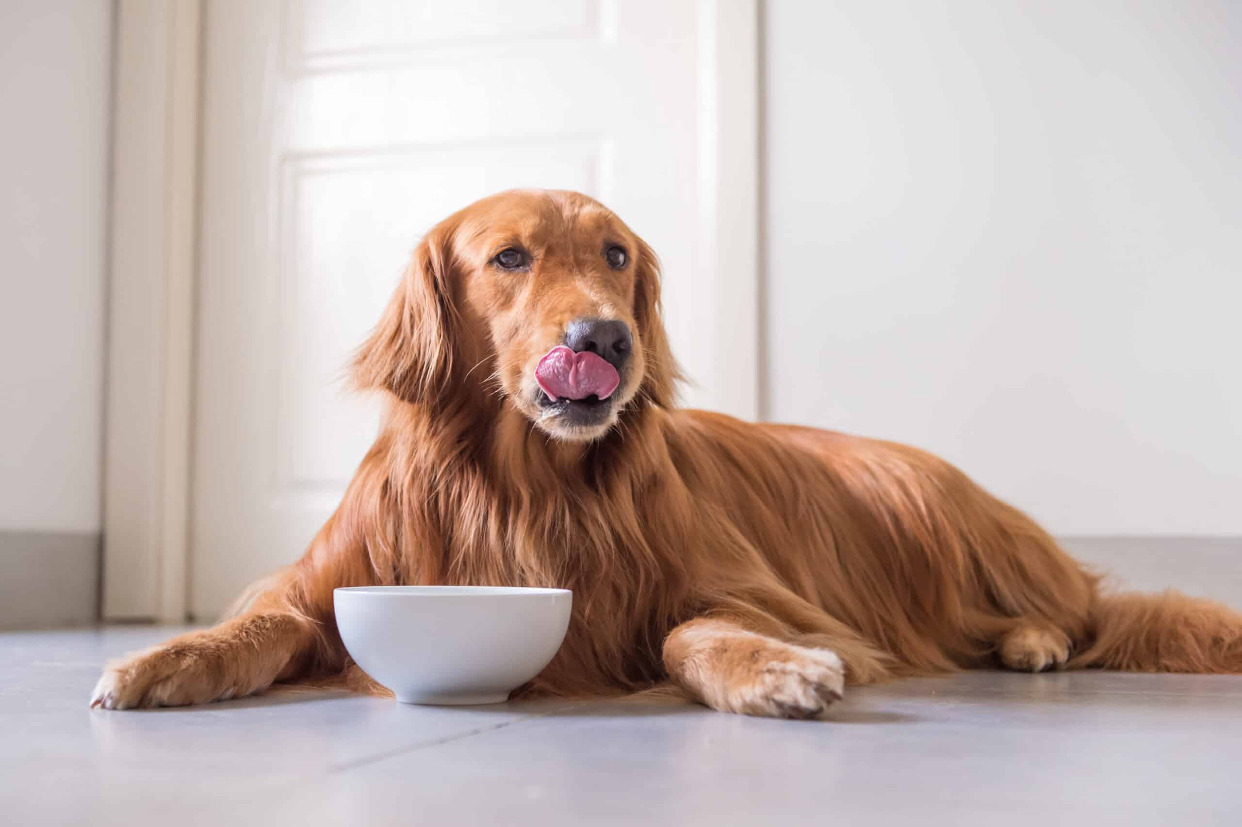 Do dogs get bored of the same food?