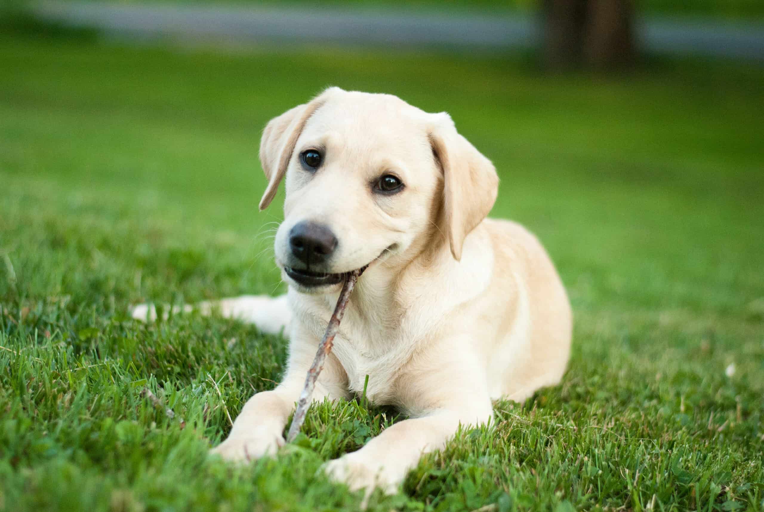 When do puppies stop teething?