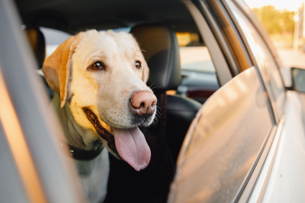 Can motion sickness be cured in dogs