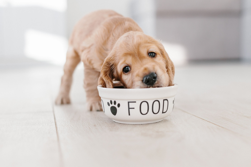 Can puppies eat adult dog food