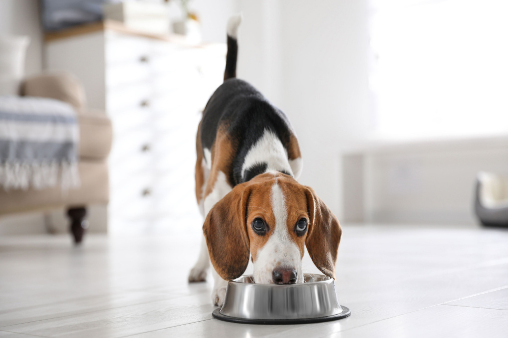 What is the best type of diet for small dogs