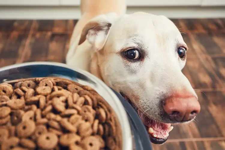 Can anxiety in dogs be fixed by diet Applaws