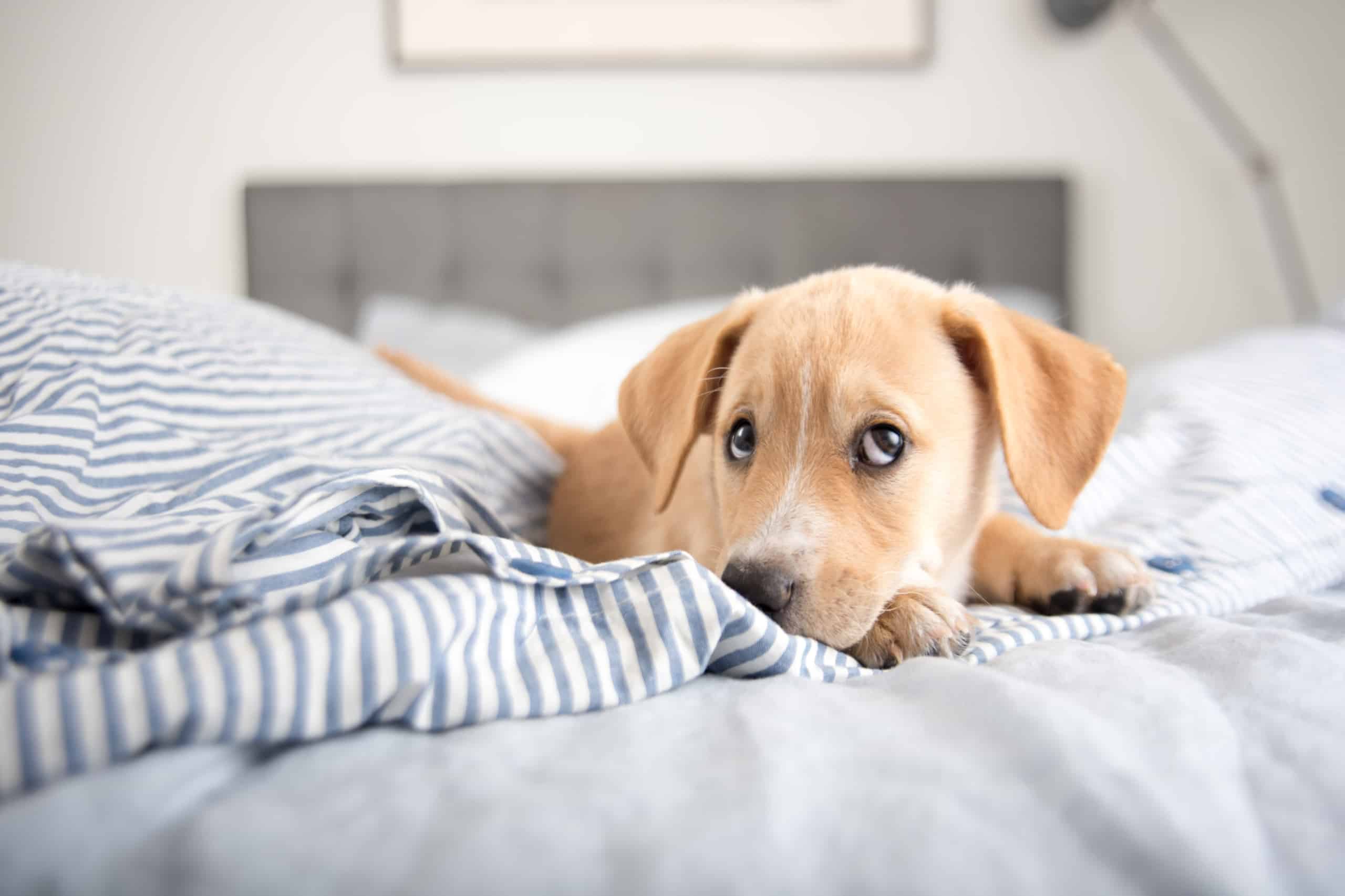 Should your puppy sleep in your bedroom?