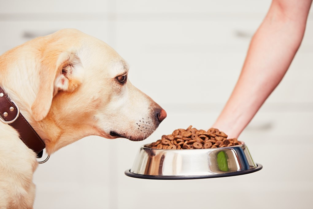 golden Labrador dog looking at bowl filled with kibble