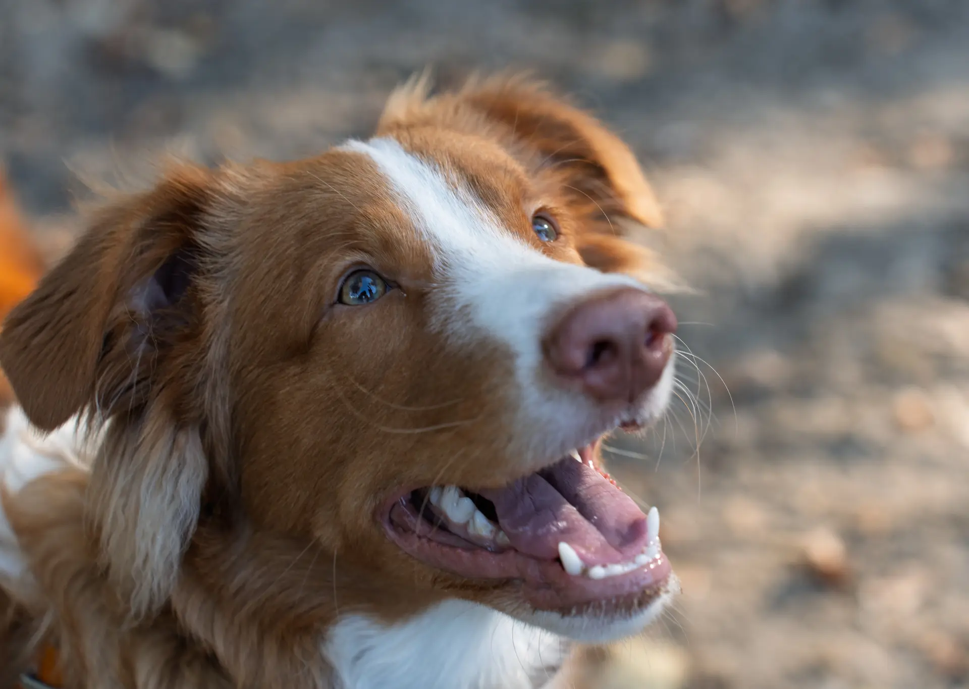 Cleaning Your Dog’s Teeth: The Ultimate Guide to Canine Dental Health