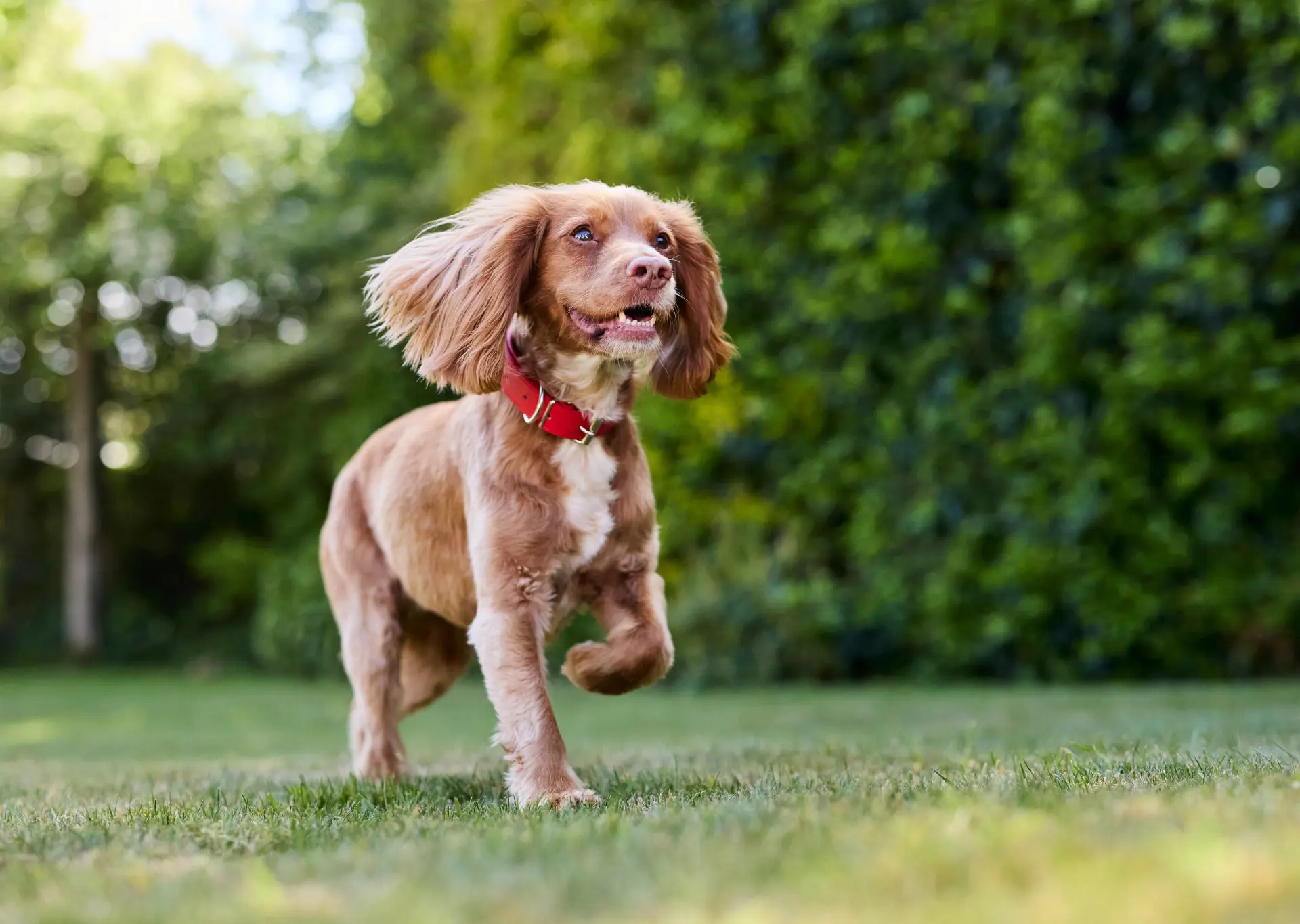 Dog Walking Tips: A Guide to Safe, Happy Walks