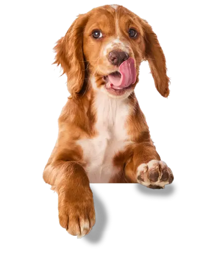 Puppy Chicken Breast in Broth  — Applaws