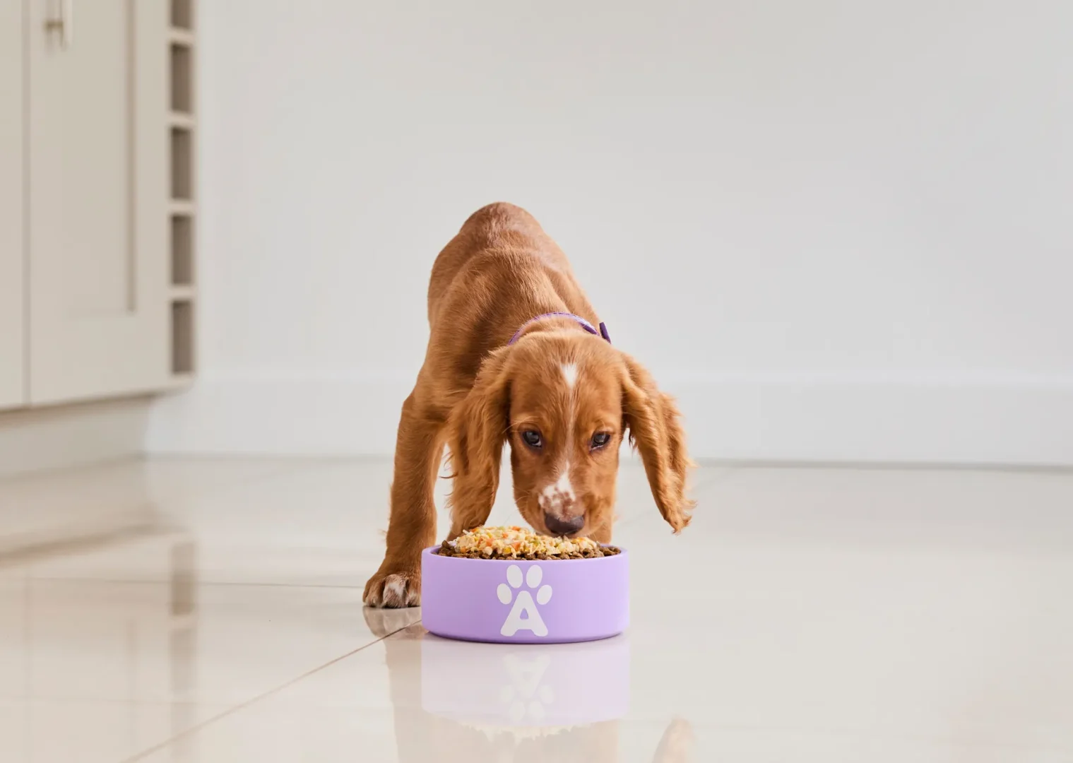 Puppy in purple collar is eating out of purple Applaws dog bowl