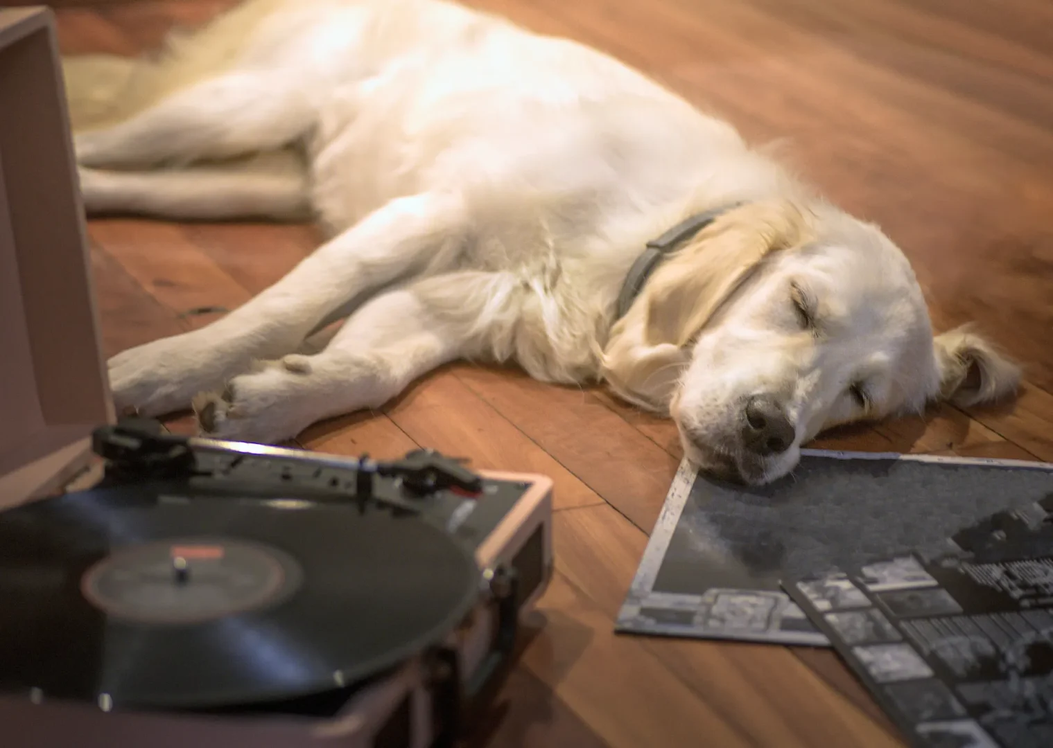 White Labrador lying on the wooden floor next to a record player and black and white images
