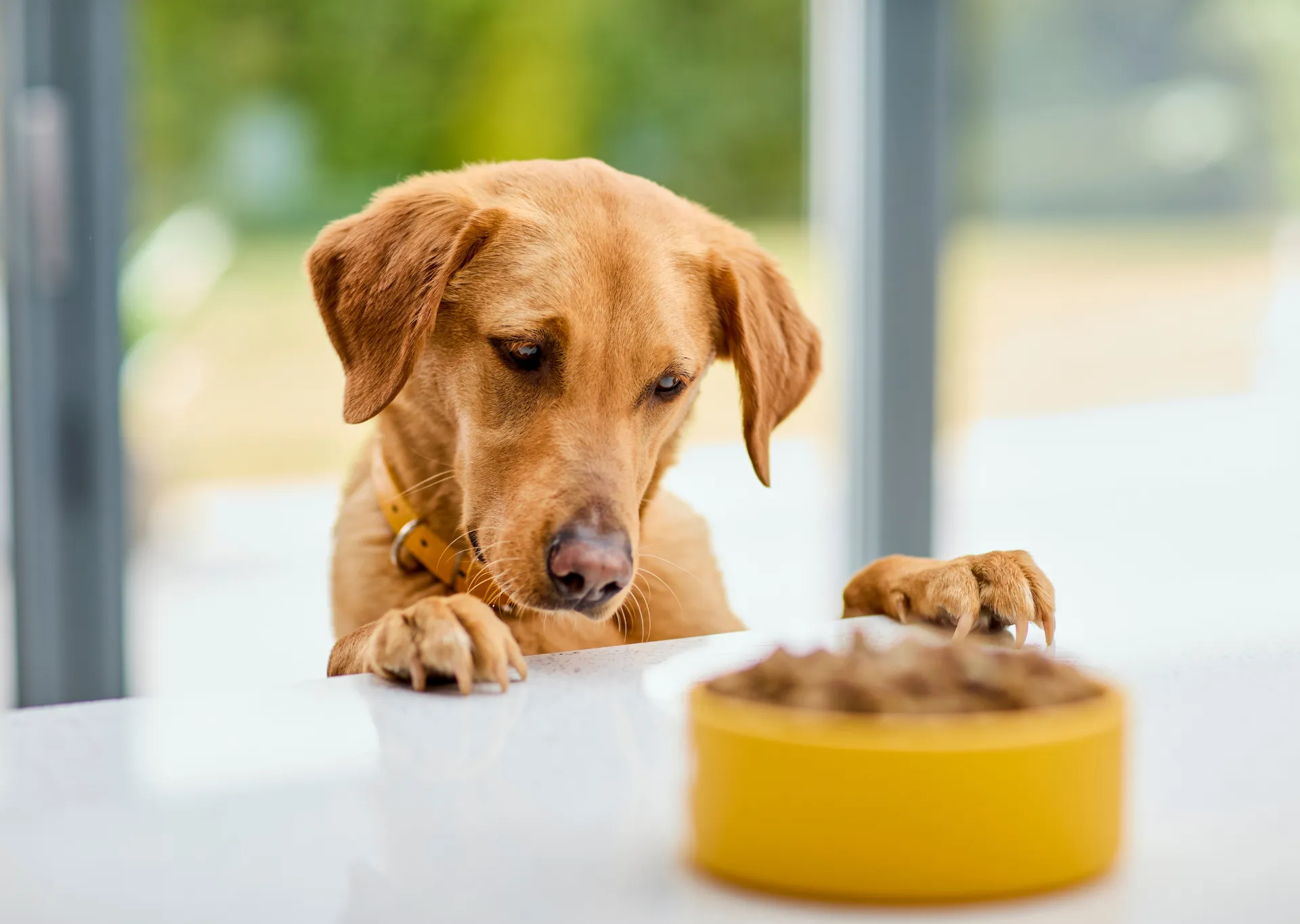 Dog leaning on counter top staring at yellow bowl