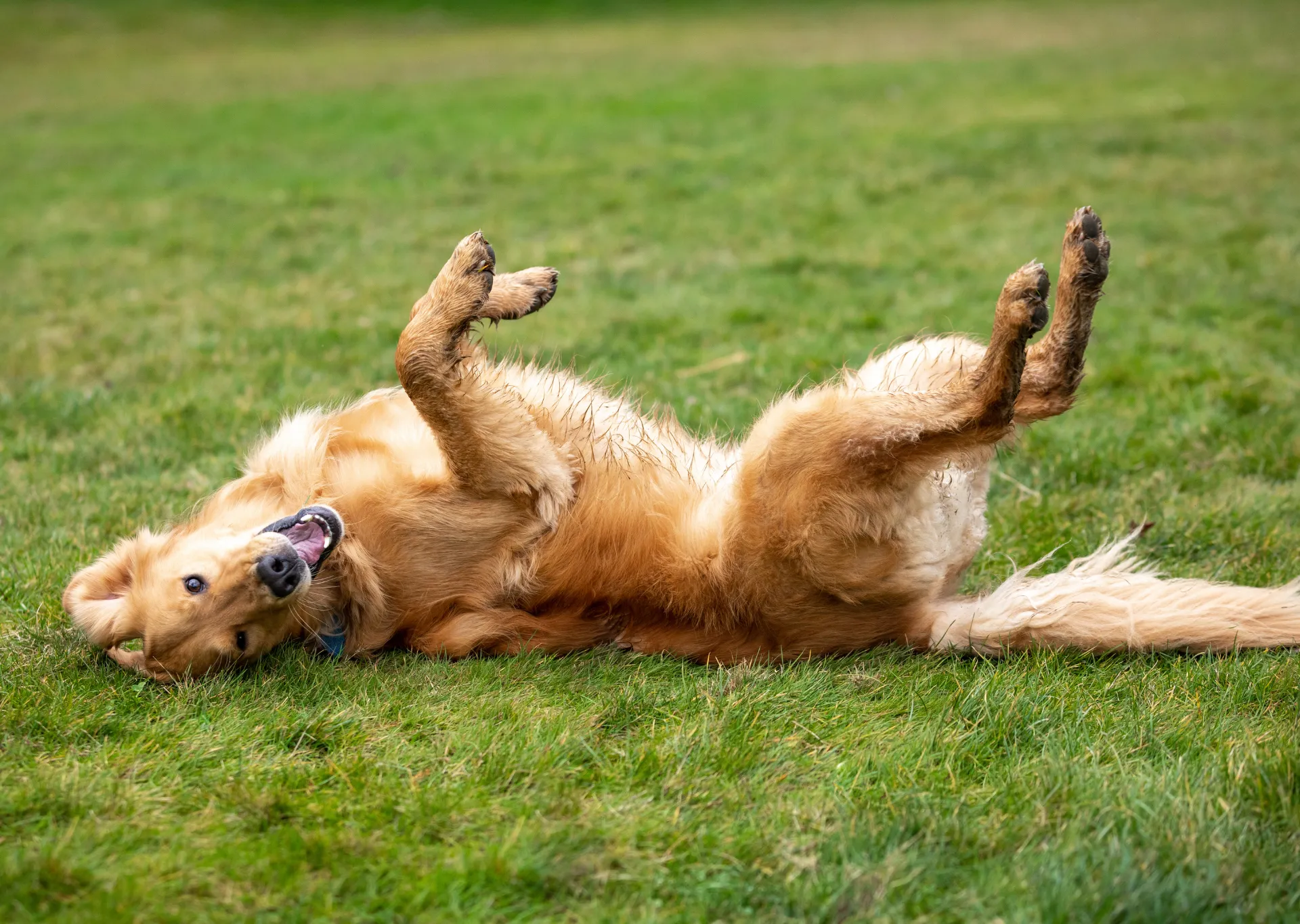 Golden labrador lying upside down on the grass with muddy paws