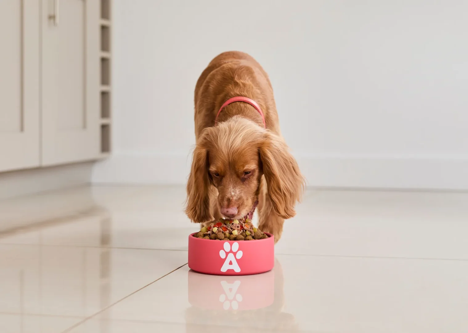 Puppy with red collar eating out of red applaws dog bowl
