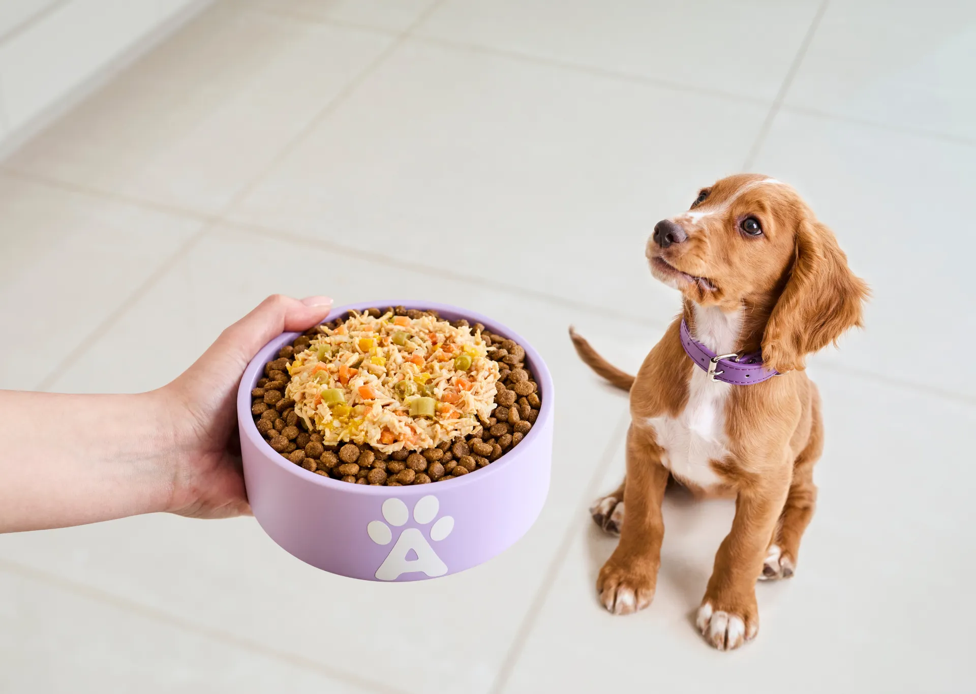 Puppy in purple collar is looking up at purple Applaws dog bowl that contains kibble and taste toppers
