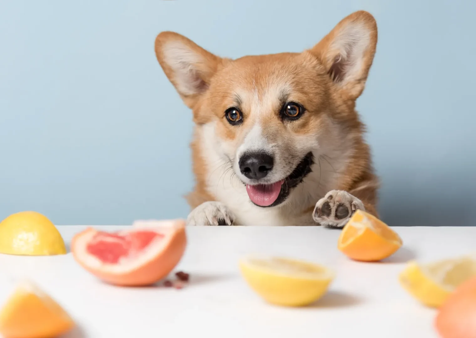Corgi dog looking at slices of citrus fruit