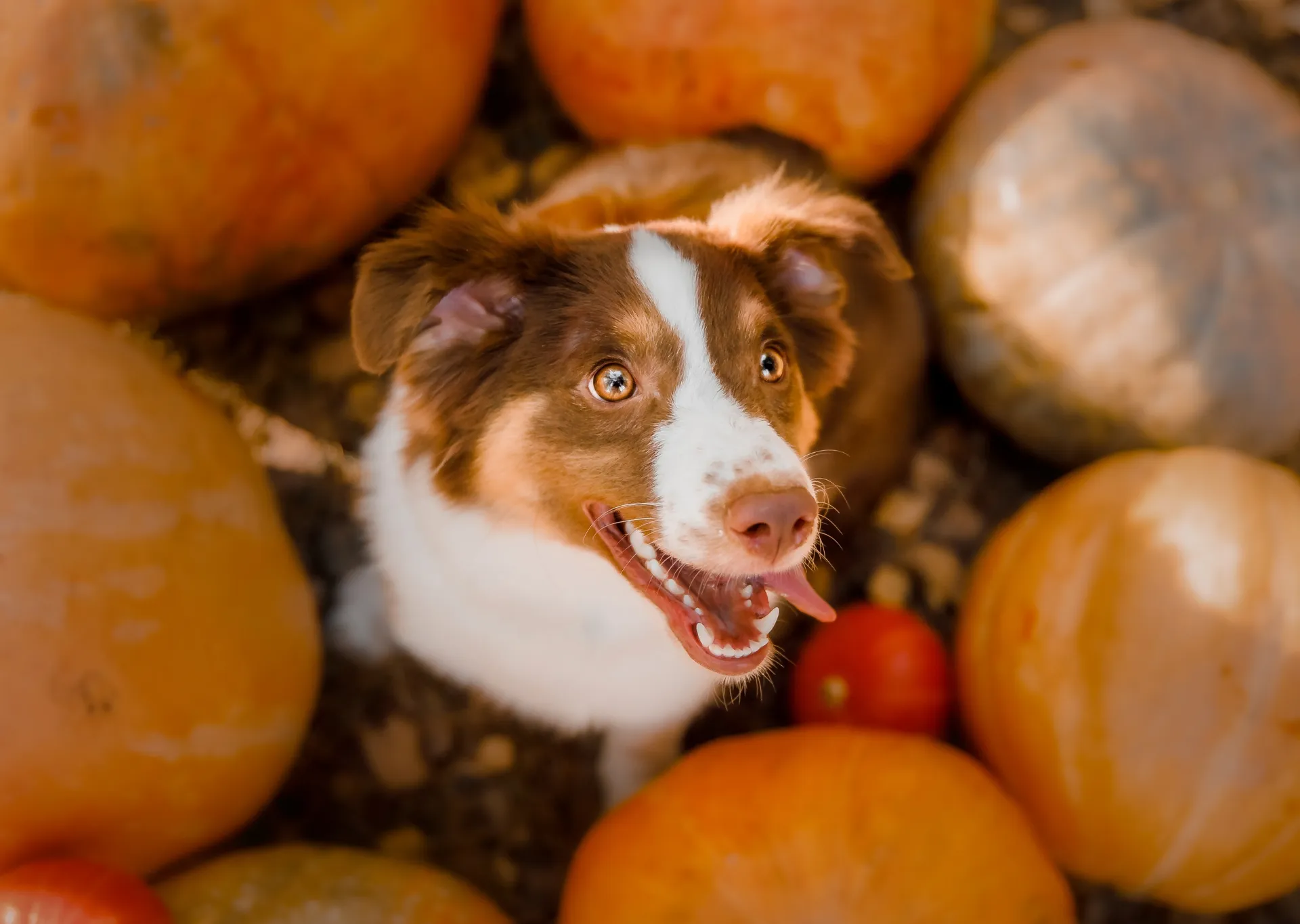 Border collie dog looking up within a pumpkin patch