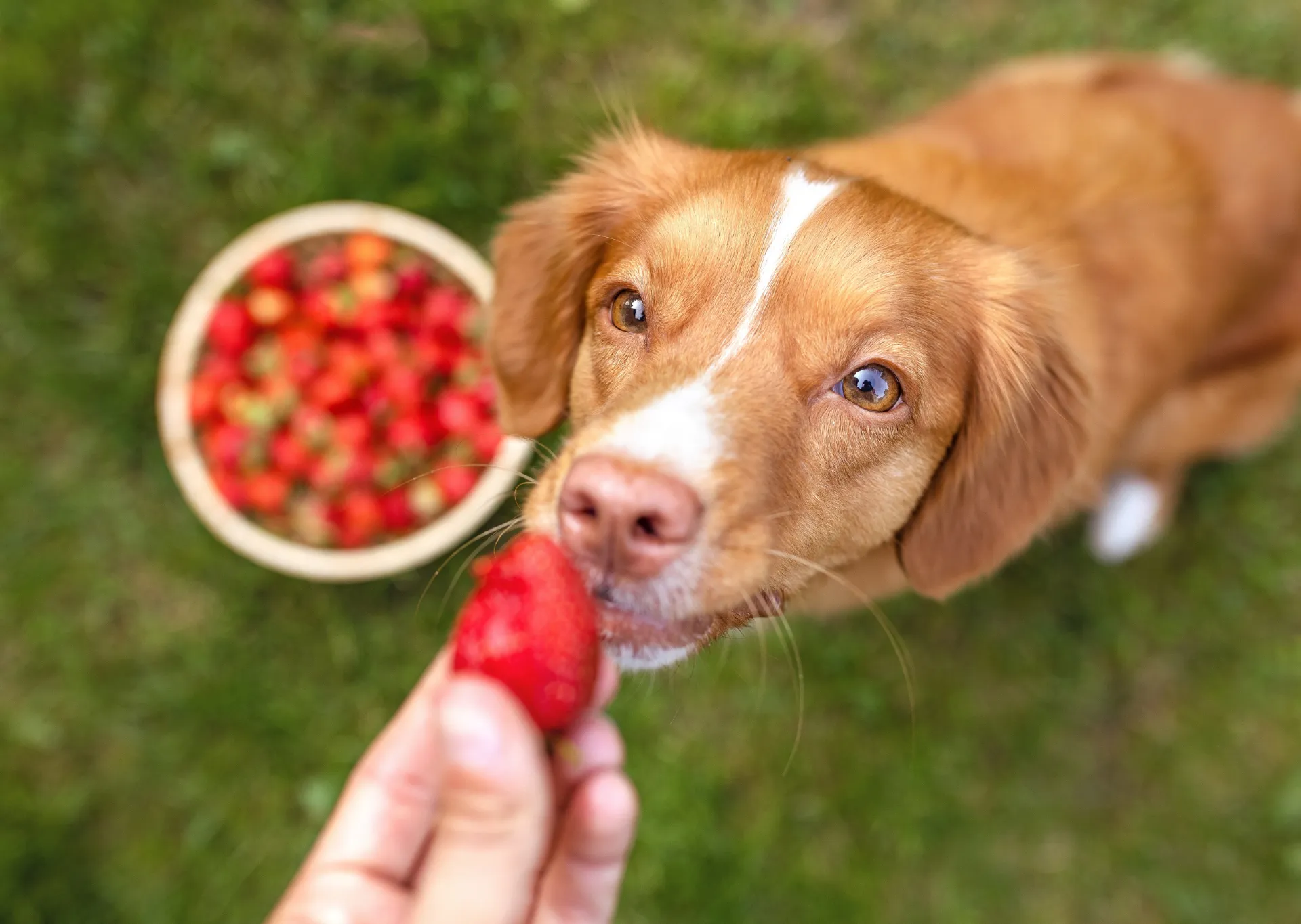 Dog looking up sniffing a strawberry being held up