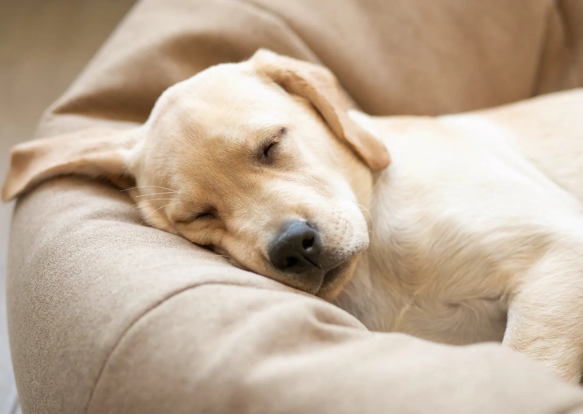 Labrador dog sleeping