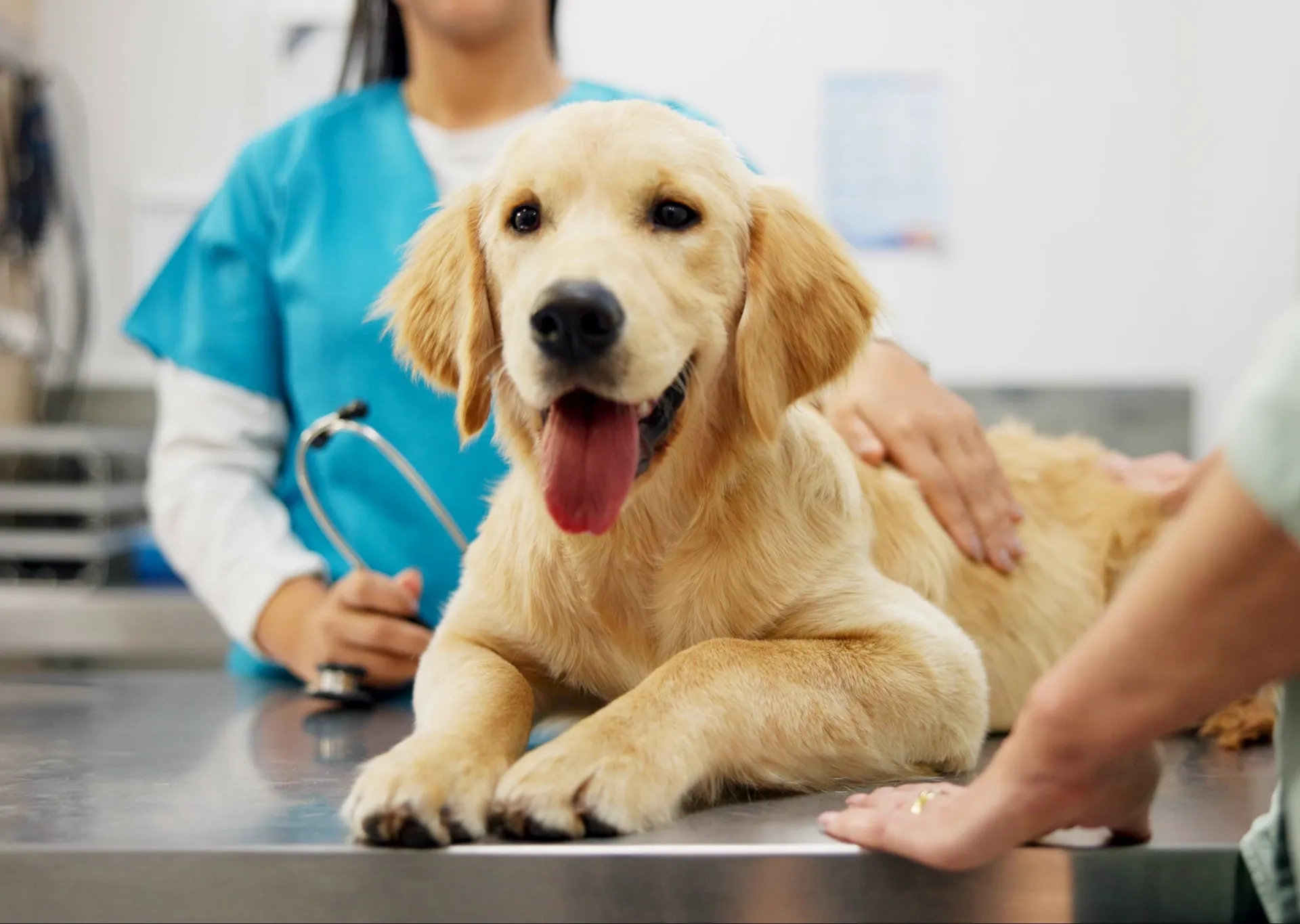 Happy Labrador dog on a vet's table