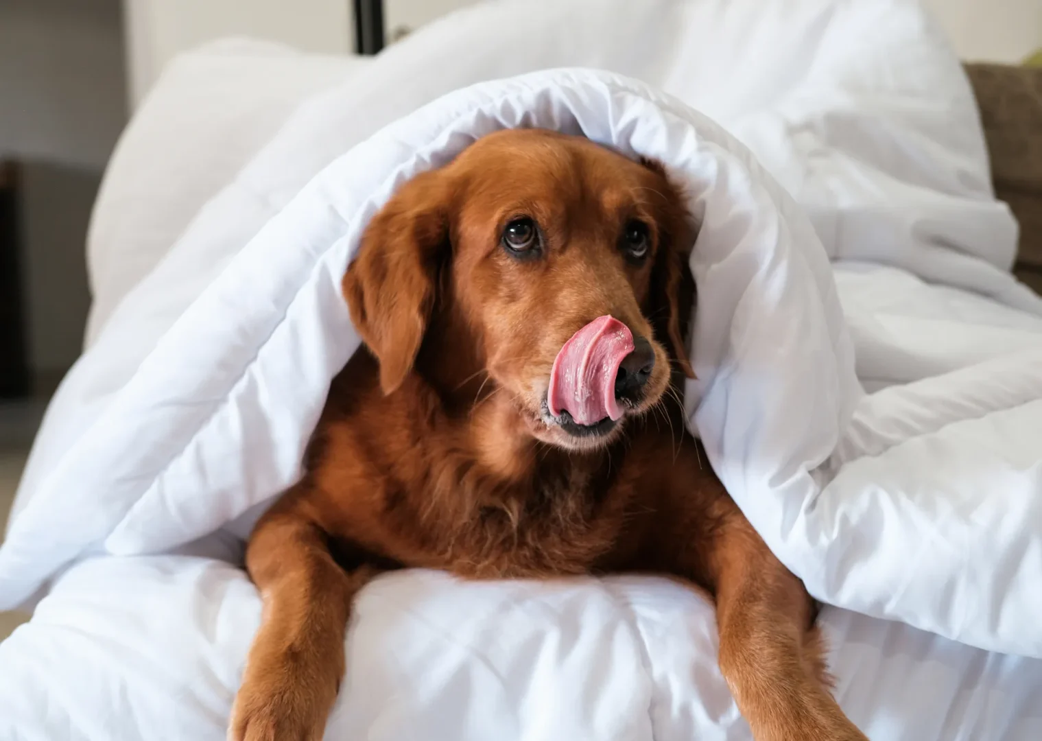 Brown dog under a duvet cover licking it's nose