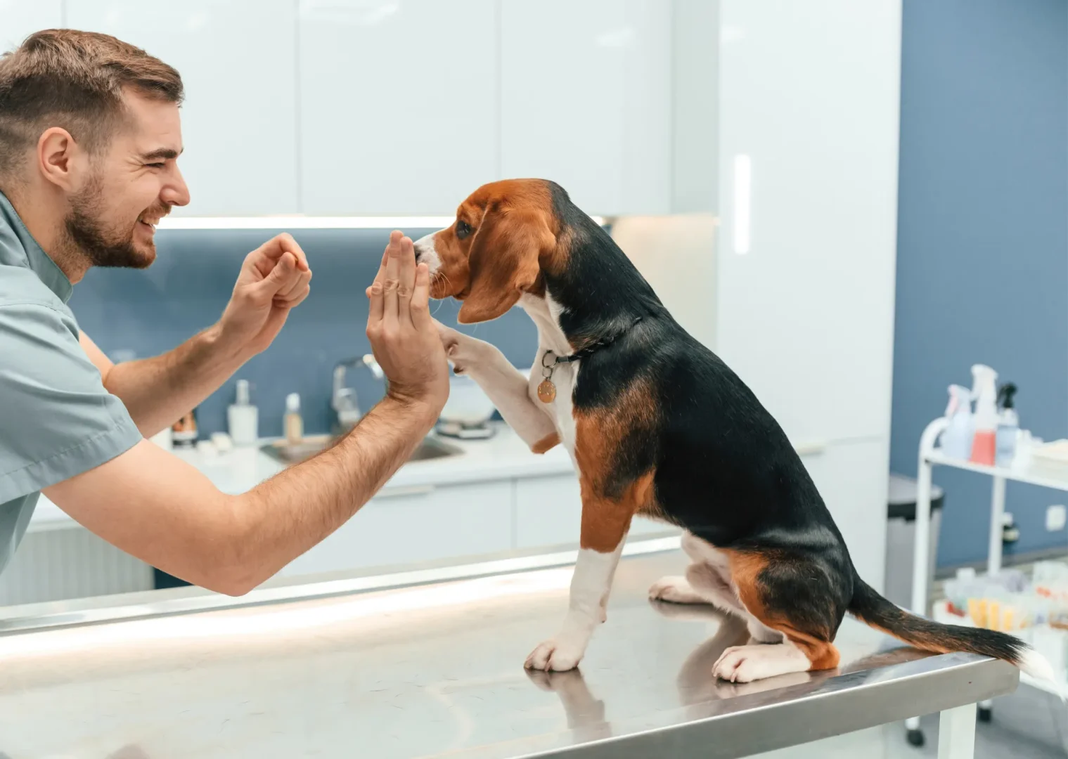 Dog high pawing a vet whilst sitting on a vet's table