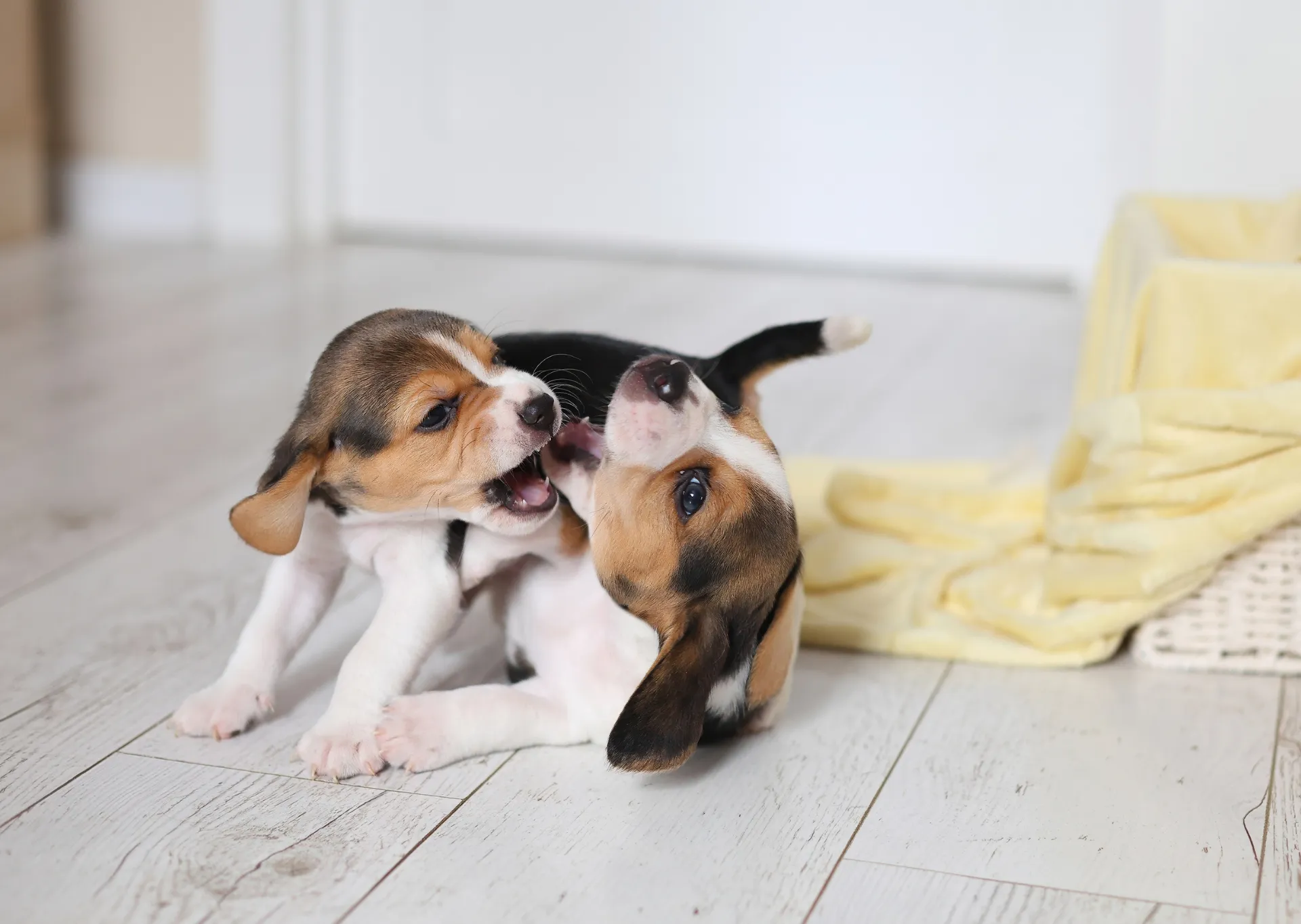 Two puppies play fighting