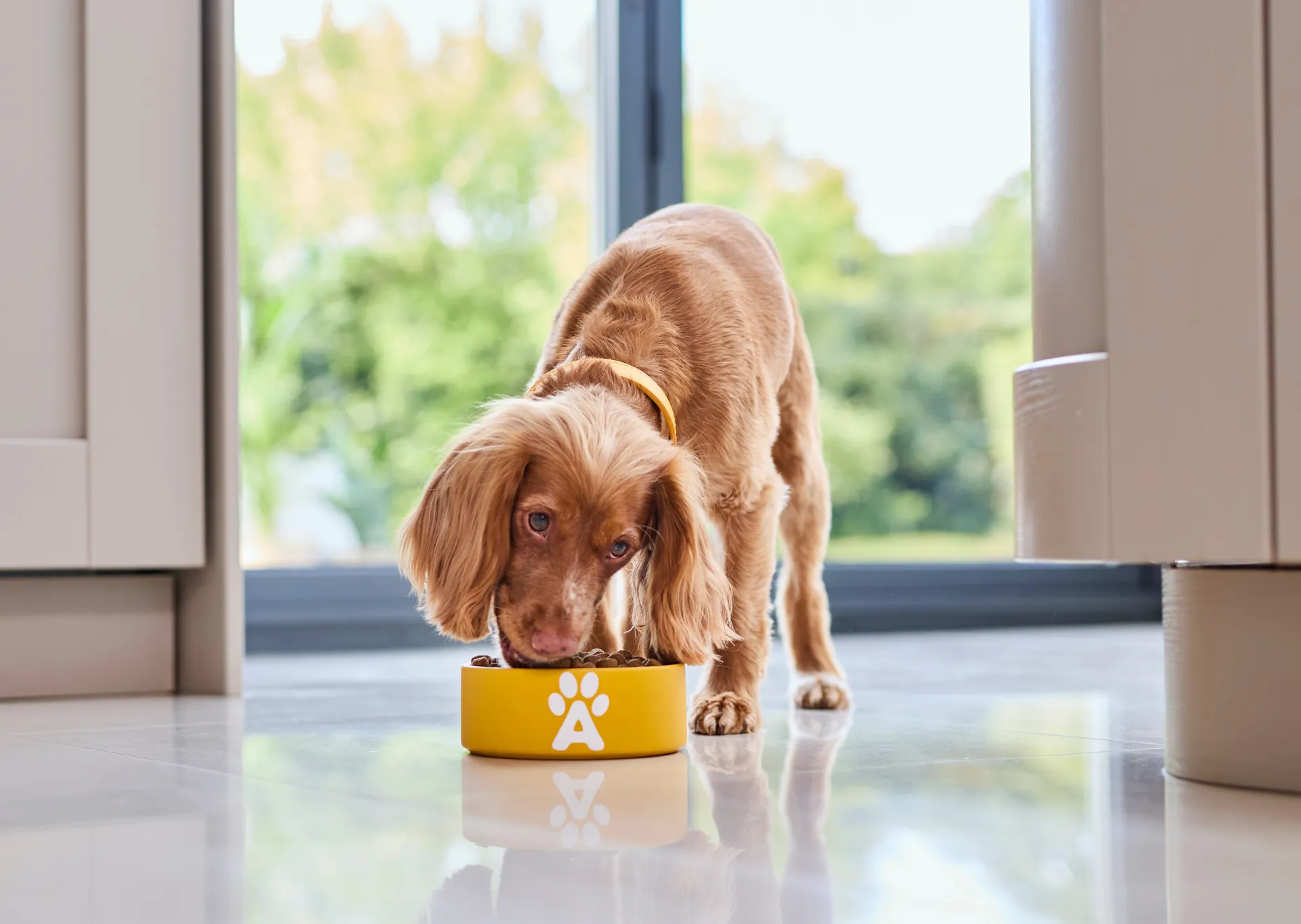 Dog eating Applaws from a yellow dog bowl