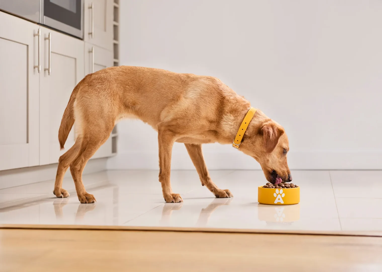 Labrador dog eating Applaws dog food from a yellow bowl 
