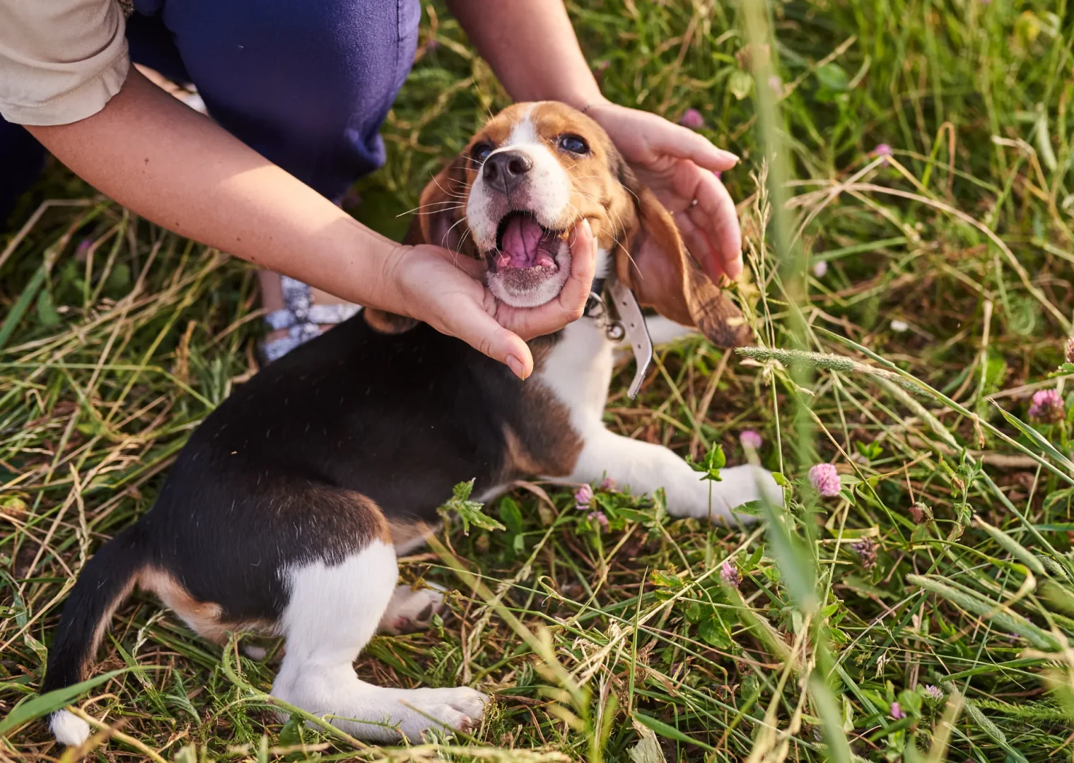 Puppy play fighting with owner