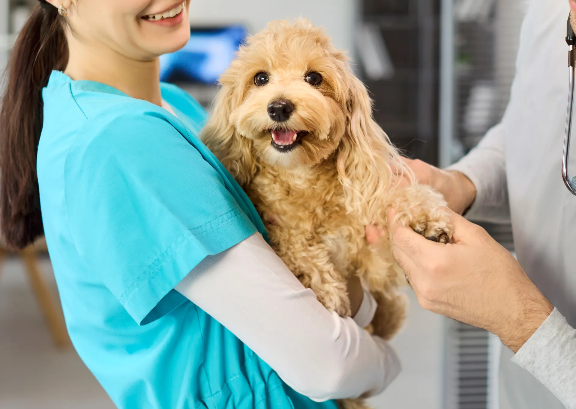 Cockerpoo puppy held by vet ready for vaccinations
