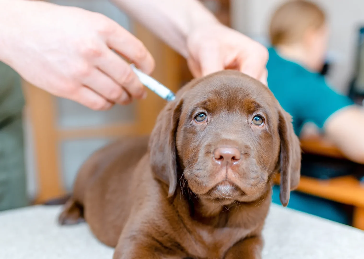 Brown Labrador puppy receiving an injection
