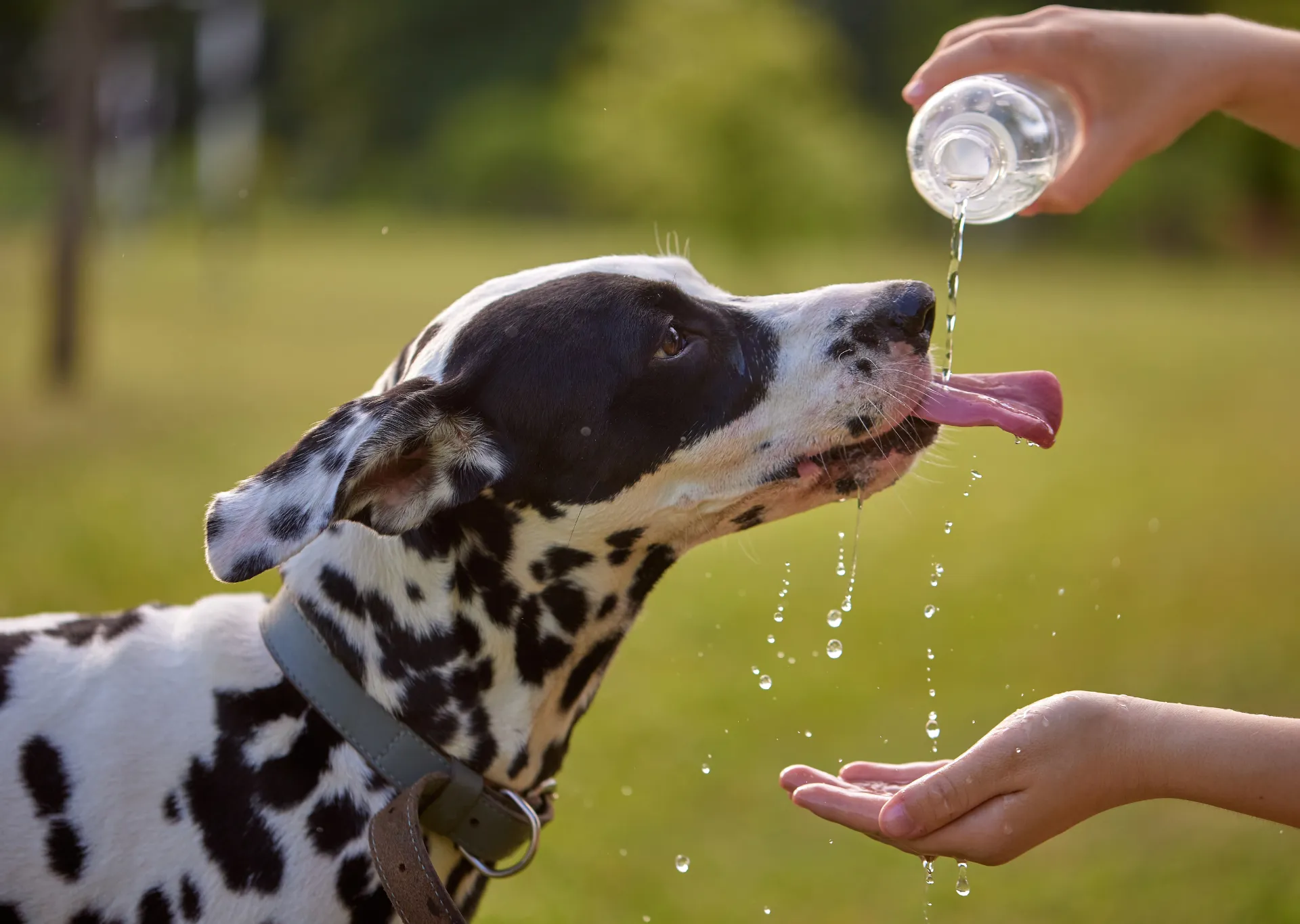 Dalmatian dog drinking pouring water from a bottle