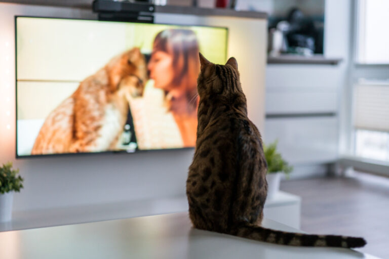 Can cats actually watch TV (what do they really see)?