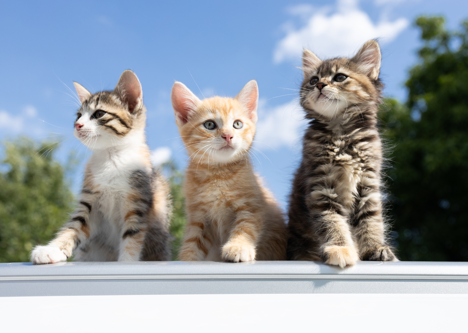 3 kittens